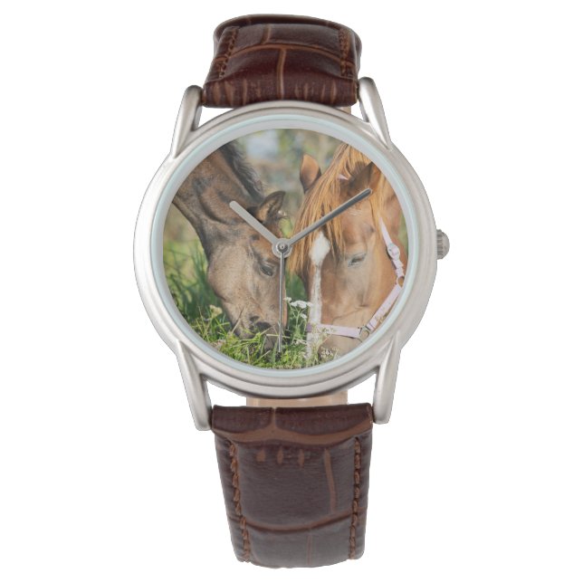 Cutest Baby Animals | Horse Colt Watch (Front)