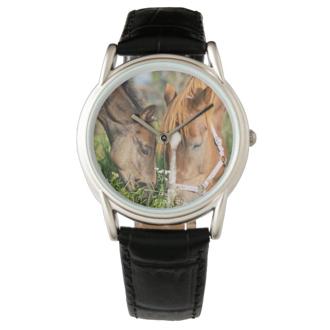 Cutest Baby Animals | Horse Colt Watch (Front)