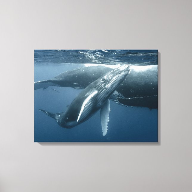 Cutest Baby Animals | Humpback Whale Calf Canvas Print (Front)