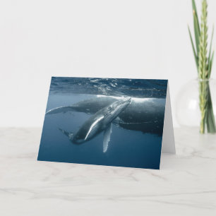 Cutest Baby Animals Humpback Whale Calf Card