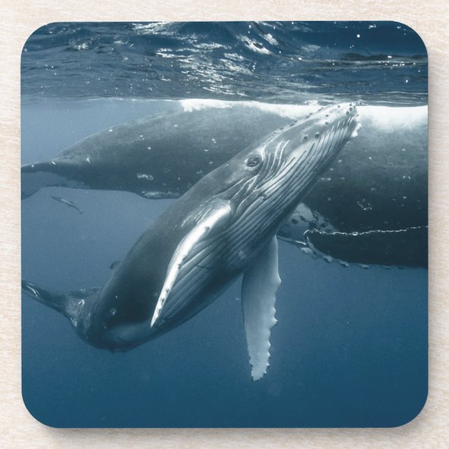 Cutest Baby Animals | Humpback Whale Calf Coaster (Front)