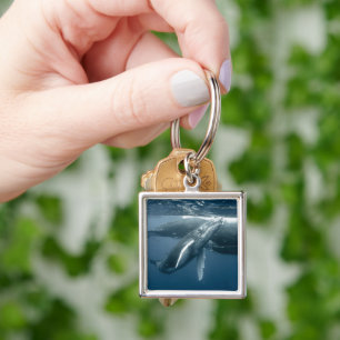 Cutest Baby Animals   Humpback Whale Calf Key Ring