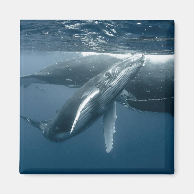 Cutest Baby Animals | Humpback Whale Calf Magnet (Front)