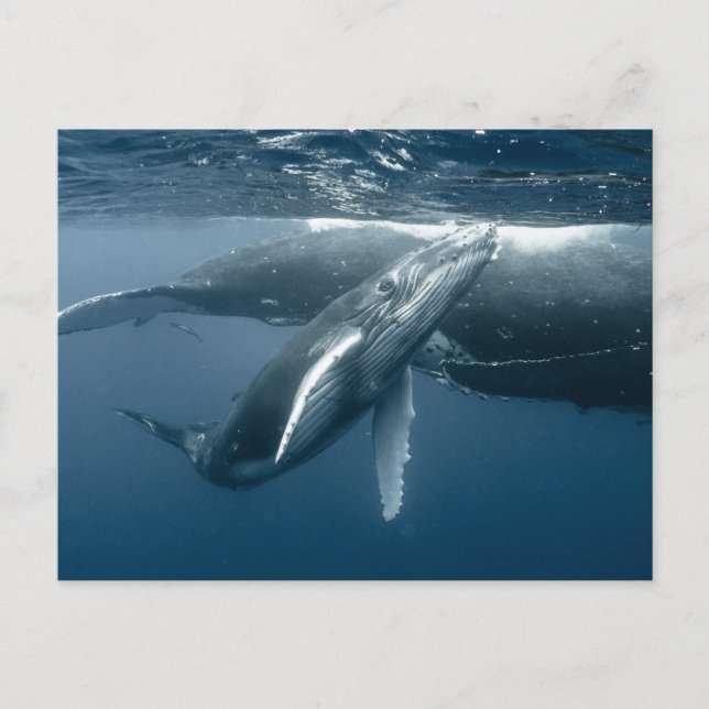 Cutest Baby Animals | Humpback Whale Calf Postcard (Front)