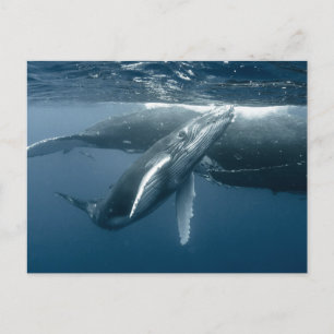 Cutest Baby Animals   Humpback Whale Calf Postcard