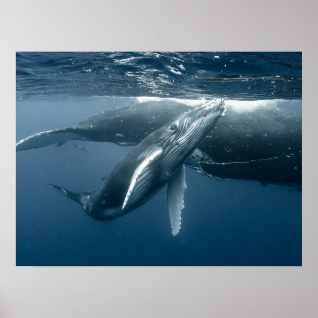 Cutest Baby Animals | Humpback Whale Calf Poster (Front)