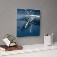 Cutest Baby Animals | Humpback Whale Calf