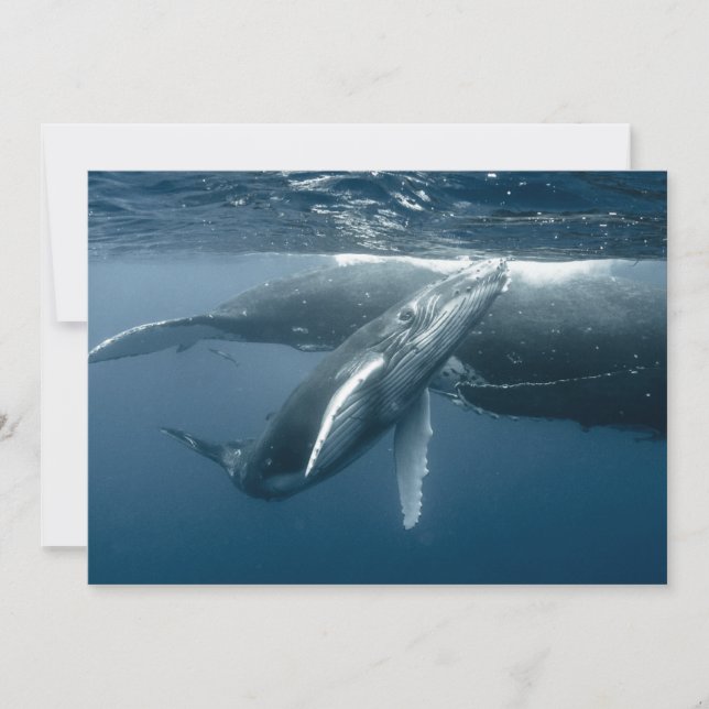 Cutest Baby Animals | Humpback Whale Calf Thank You Card (Front)