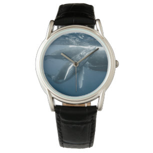 Cutest Baby Animals   Humpback Whale Calf Watch