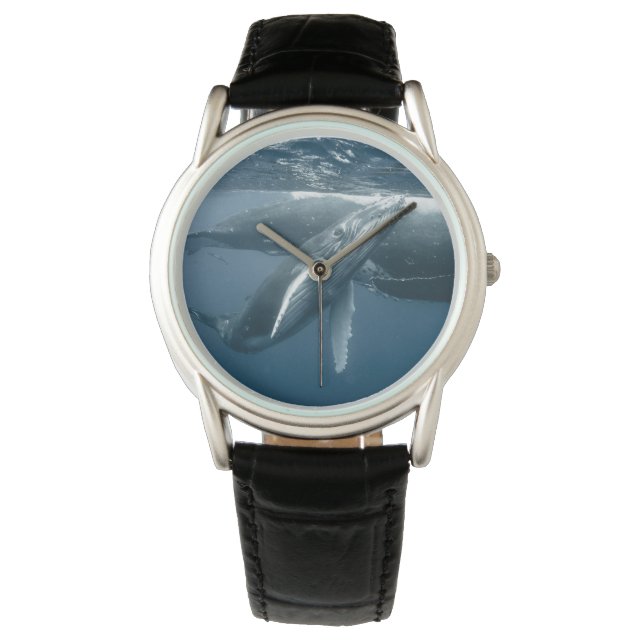 Cutest Baby Animals | Humpback Whale Calf Watch (Front)