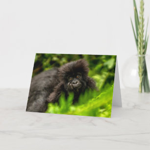 Cutest Baby Animals   Infant Mountain Gorilla Card