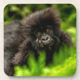 Cutest Baby Animals   Infant Mountain Gorilla Coaster