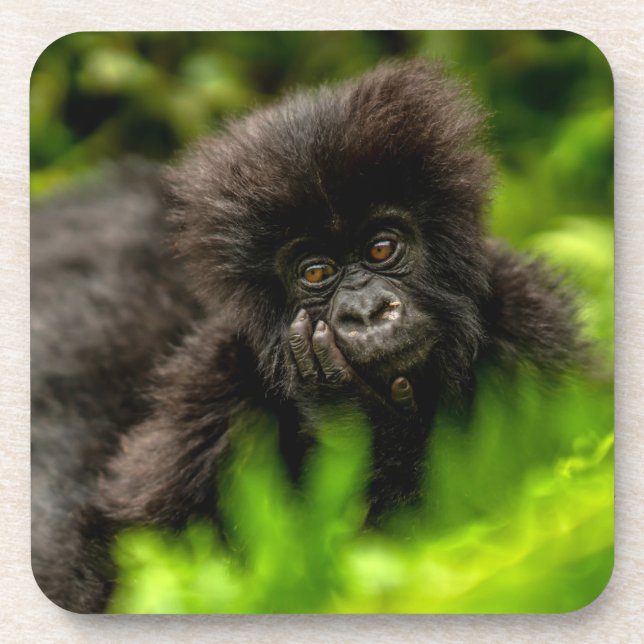 Cutest Baby Animals | Infant Mountain Gorilla Coaster (Front)