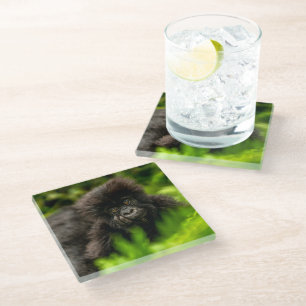 Cutest Baby Animals Infant Mountain Gorilla Glass Coaster