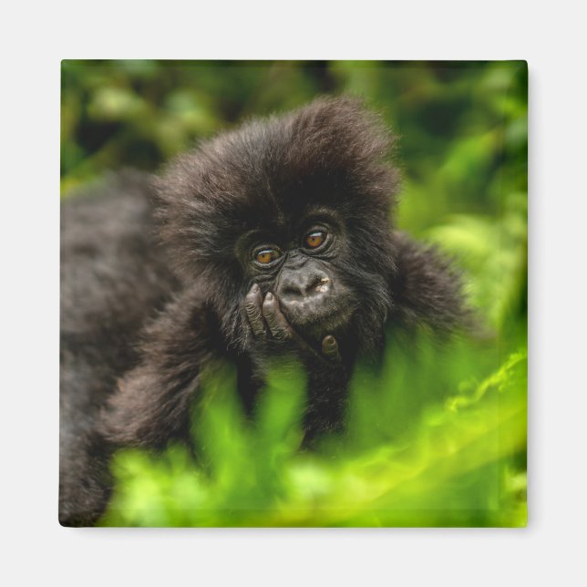 Cutest Baby Animals | Infant Mountain Gorilla Magnet (Front)