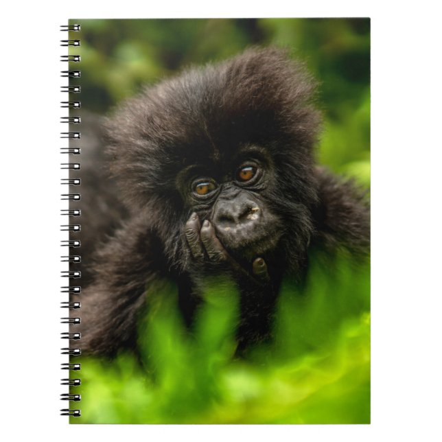 Cutest Baby Animals | Infant Mountain Gorilla Notebook (Front)