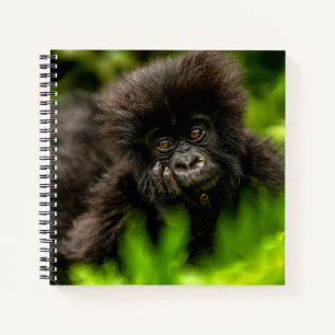 Cutest Baby Animals   Infant Mountain Gorilla Notebook