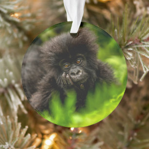 Cutest Baby Animals Infant Mountain Gorilla Ornament