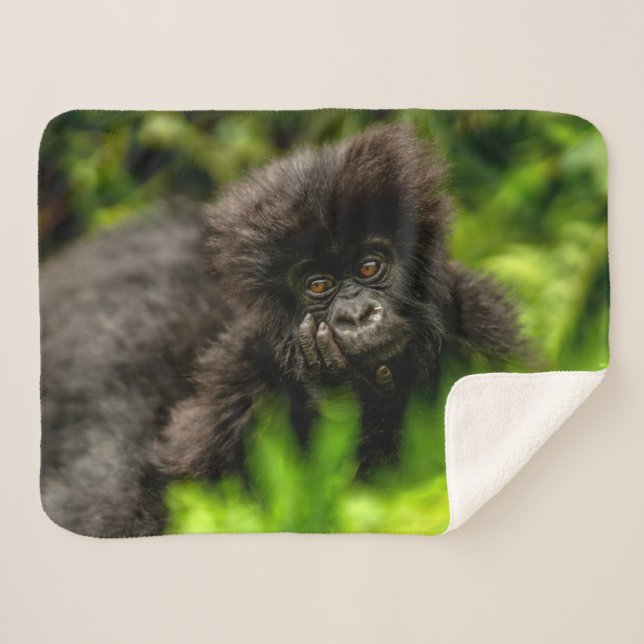 Cutest Baby Animals | Infant Mountain Gorilla Sherpa Blanket (Front (Horizontal))