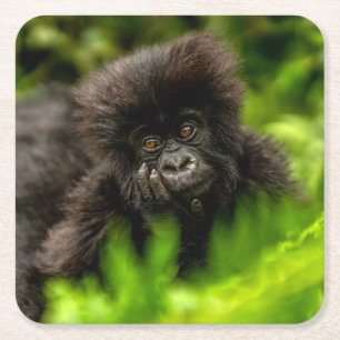 Cutest Baby Animals   Infant Mountain Gorilla Square Paper Coaster