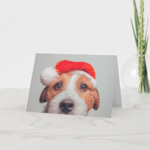 Cutest Baby Animals   Jack Russell Dog Santa Claus Card