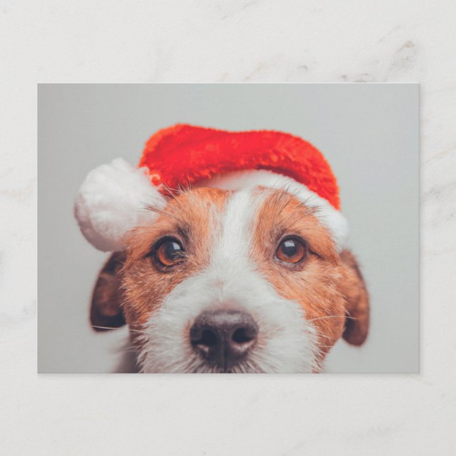 Cutest Baby Animals | Jack Russell Dog Santa Claus Postcard (Front)