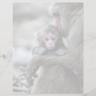Cutest Baby Animals Japanese Monkey & Baby