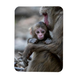 Cutest Baby Animals   Japanese Monkey & Baby Magnet