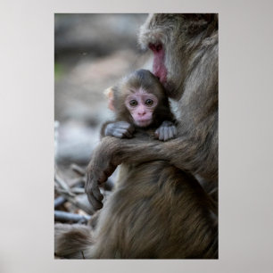 Cutest Baby Animals Japanese Monkey & Baby Poster