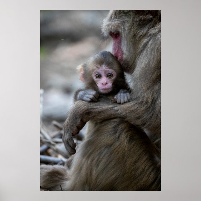 Cutest Baby Animals | Japanese Monkey & Baby Poster (Front)