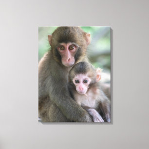 Cutest Baby Animals   Japanese Monkeys Canvas Print