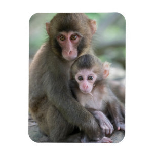 Cutest Baby Animals   Japanese Monkeys Magnet
