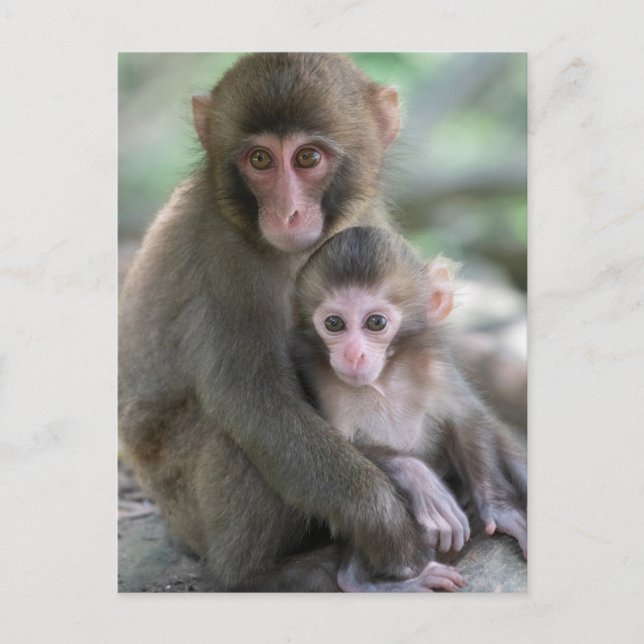 Cutest Baby Animals | Japanese Monkeys Postcard (Front)