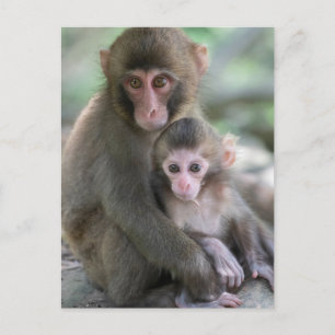 Cutest Baby Animals Japanese Monkeys Postcard