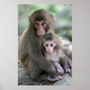 Cutest Baby Animals Japanese Monkeys Poster