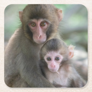 Cutest Baby Animals   Japanese Monkeys Square Paper Coaster