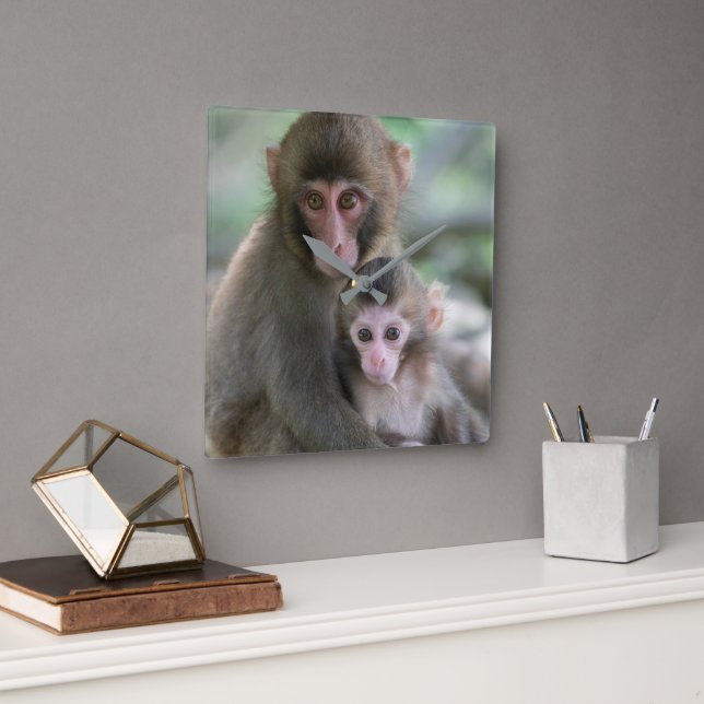 Cutest Baby Animals | Japanese Monkeys Square Wall Clock (Office)