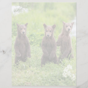 Cutest Baby Animals   Kamchatka Brown Bear Cubs