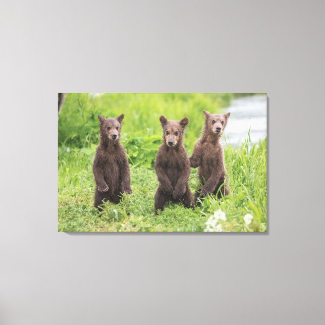Cutest Baby Animals | Kamchatka Brown Bear Cubs Canvas Print (Front)