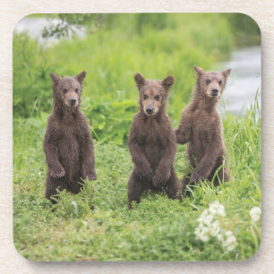 Cutest Baby Animals   Kamchatka Brown Bear Cubs Coaster