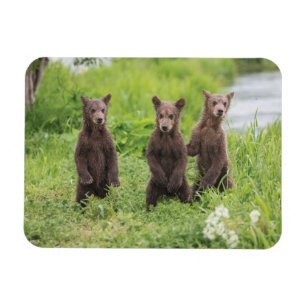 Cutest Baby Animals   Kamchatka Brown Bear Cubs Magnet