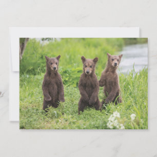 Cutest Baby Animals   Kamchatka Brown Bear Cubs Thank You Card