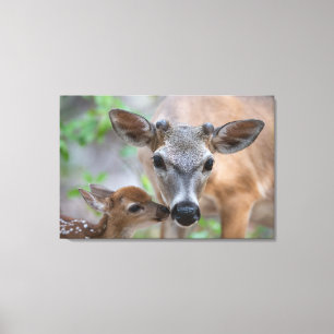 Cutest Baby Animals Key Deer Stag & Fawn Canvas Print