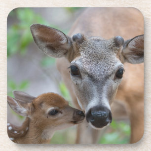 Cutest Baby Animals Key Deer Stag & Fawn Coaster