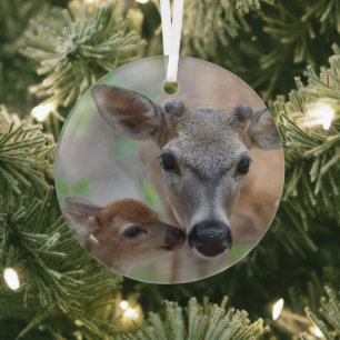 Cutest Baby Animals   Key Deer Stag & Fawn Glass Tree Decoration