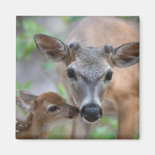 Cutest Baby Animals Key Deer Stag & Fawn Magnet