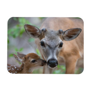 Cutest Baby Animals Key Deer Stag & Fawn Magnet