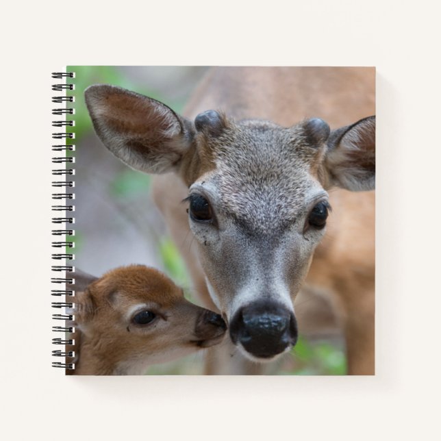 Cutest Baby Animals | Key Deer Stag & Fawn Notebook (Front)