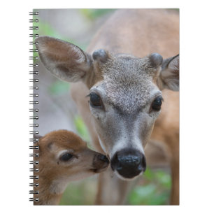 Cutest Baby Animals Key Deer Stag & Fawn Notebook