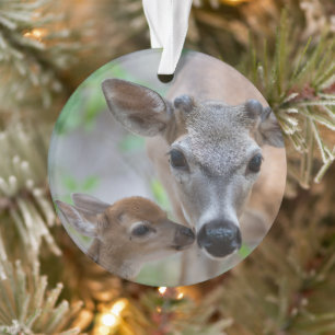 Cutest Baby Animals   Key Deer Stag & Fawn Ornament